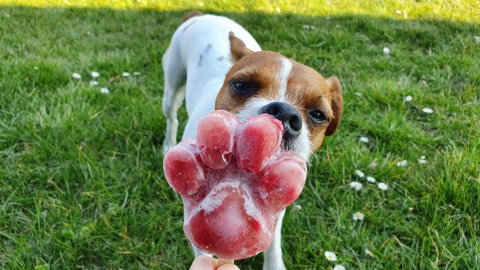 Stevi & Schnück‘s Hundemarmelade Einhorn DŻEM DOBRY JEDNOROŻEC 275g Stevi & Schnück‘s Hundemarmelade Einhorn DŻEM DOBRY JEDNOROŻEC 275g