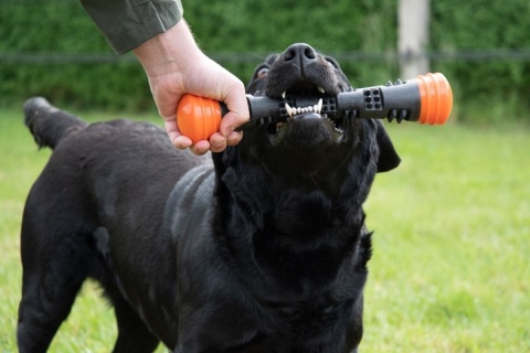 Aport dla psa, gumowy patyk z wypustkami, Dog Comets Meteor